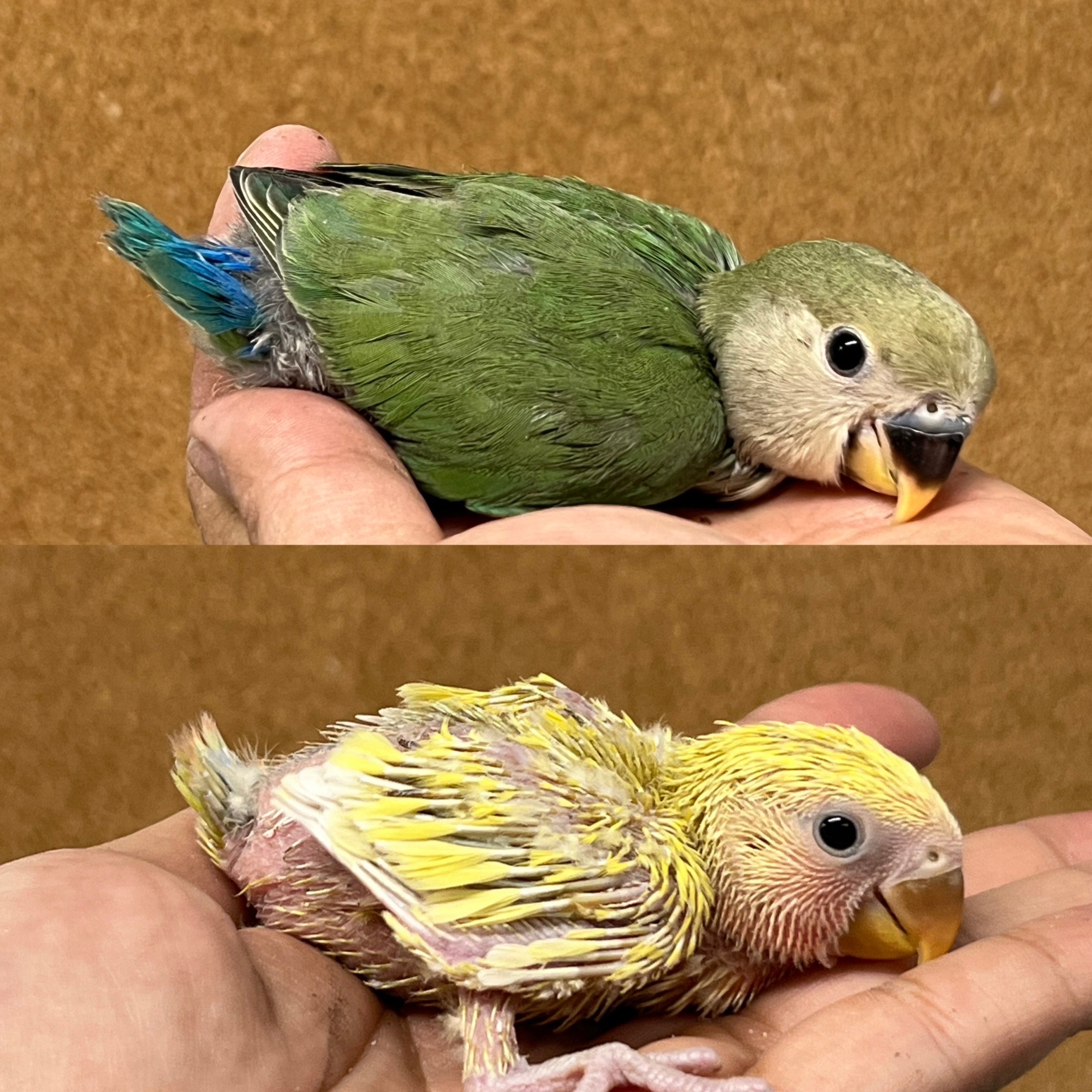 専用 コミドリコンゴウインコ モモイロインコ ズグロシロハラインコ