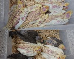 1.ノーマル、ルチノー、パイド