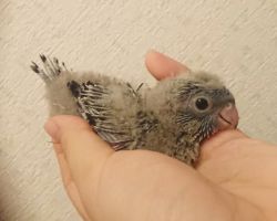 159.サザナミインコ