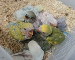 コザクラインコ 雛