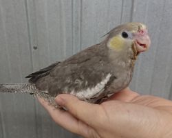 PFドミナントシルバー