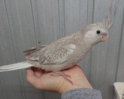 WFシナモンパール