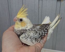 PFパールパイド