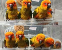 コガネメキシコインコ