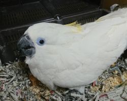 ルリメタイハクオウム