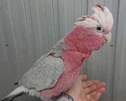 モモイロインコ