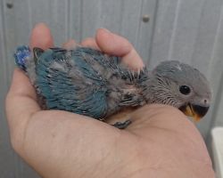 コザクラインコ・ひな