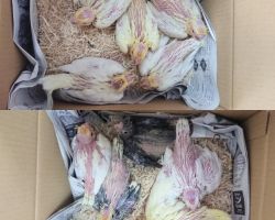 ノーマル、ルチノー、ルチノーパール、パールパイド、アルビノ