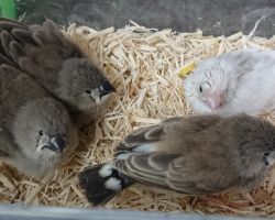 キンカチョウ・ひな