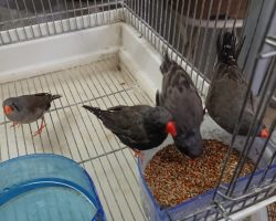 キンカチョウ ペア