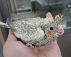 シナモンパール