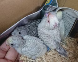 セキセイインコ・ひな