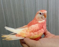 アキクサインコ ルビノー