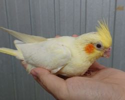 17.ルチノー♂#1315