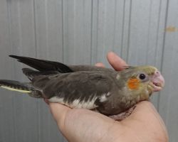 16.ノーマル♂#1378