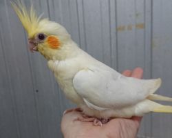 15.ルチノー♂#1305