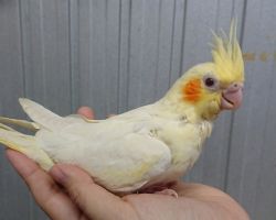 14.ルチノー♀#1387