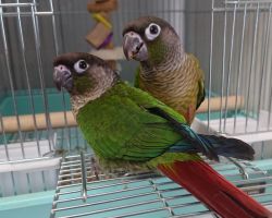 26.ウロコインコ