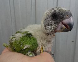 31.セネガルパロット