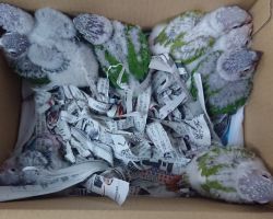 34.ウロコインコ