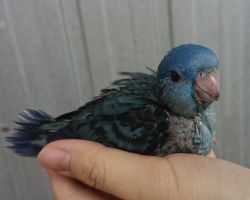 35.サザナミインコ