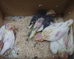 23.ルチノー、パイド