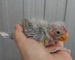 40.ナナクサインコ