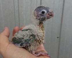 39.ウロコインコ