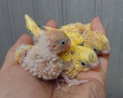 セキセイインコ・雛