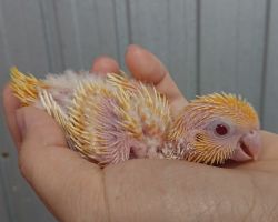 37.サザナミインコ