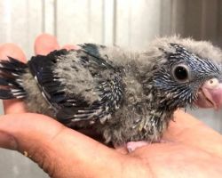 サザナミインコ・雛