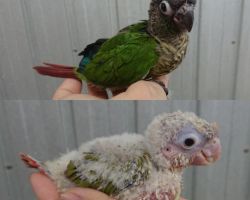 32.ウロコインコ