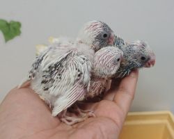 69.セキセイインコ