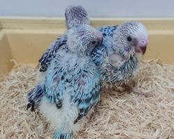 68.セキセイインコ