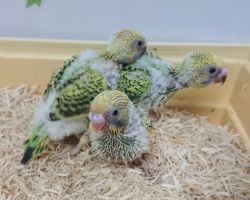 67.セキセイインコ