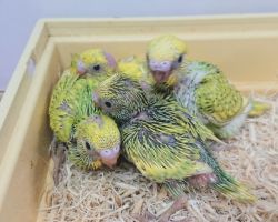 66.セキセイインコ