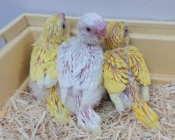 65.セキセイインコ