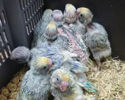 64.セキセイインコ