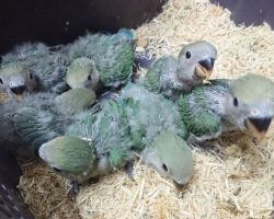 63.コザクラインコ