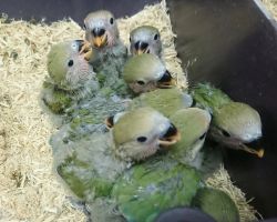 62.コザクラインコ