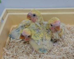 61.コザクラインコ