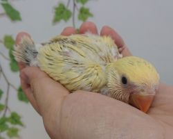 60.コザクラインコ