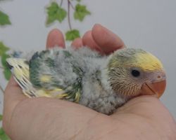 58.コザクラインコ