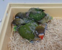 56.ボタンインコ