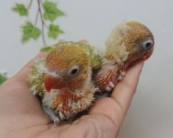 55.ボタンインコ