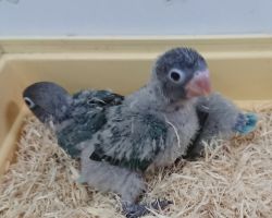 54.ボタンインコ