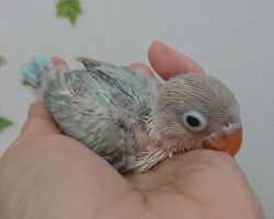 53.ボタンインコ