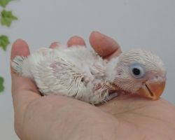 52.ボタンインコ