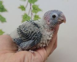 51.ウロコインコ
