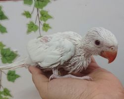 50.ワカケホンセイインコ